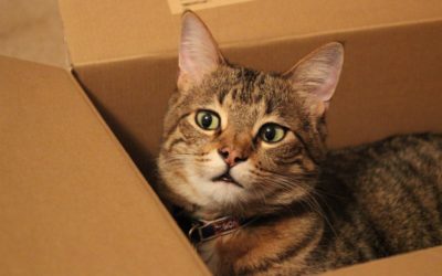 Don’t Forget the Cat! How to Take Care of Your Pets When Moving House